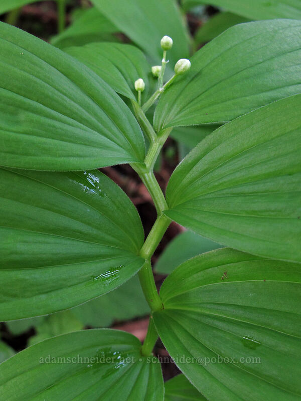 starry false solomon's-seal, budding (Maianthemum stellatum (Smilacina stellata)) [Dog Mountain Trail, Gifford Pinchot National Forest, Skamania County, Washington]