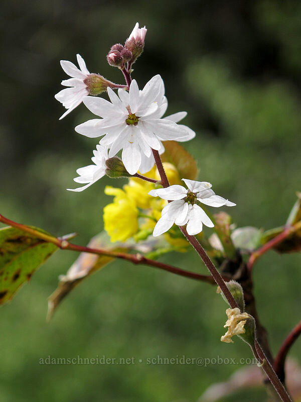 prairie star (Lithophragma parviflorum) [Dog Mountain Trail, Gifford Pinchot National Forest, Skamania County, Washington]