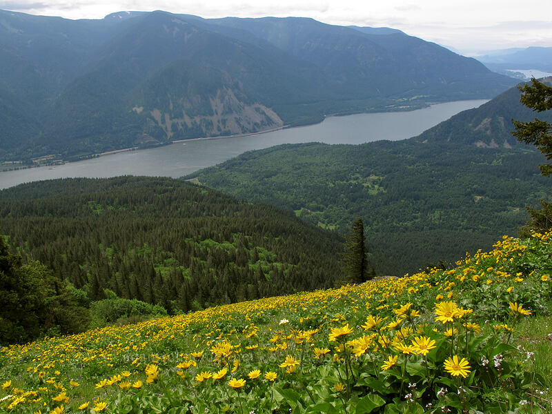 balsamroot (Balsamorhiza sp.) [Dog Mountain Trail, Gifford Pinchot National Forest, Skamania County, Washington]