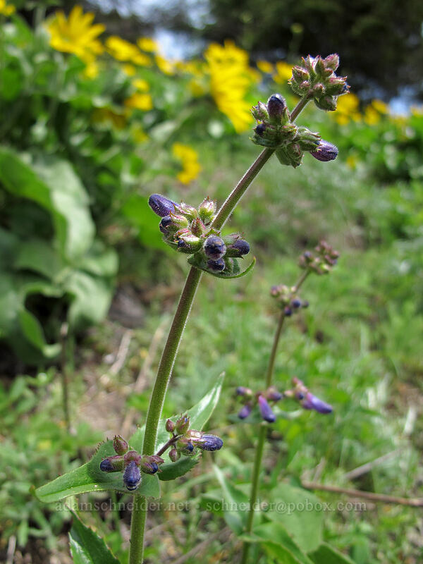 fine-tooth penstemon (Penstemon subserratus) [Dog Mountain Trail, Gifford Pinchot National Forest, Skamania County, Washington]