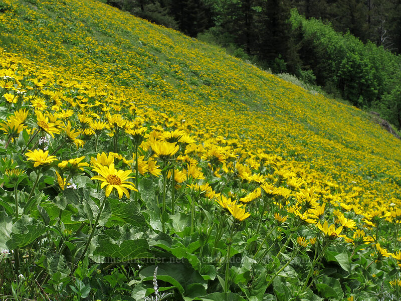 balsamroot (Balsamorhiza sp.) [Dog Mountain Trail, Gifford Pinchot National Forest, Skamania County, Washington]