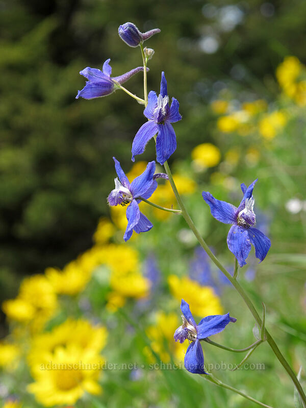larkspur (Delphinium nuttallianum) [Dog Mountain Trail, Gifford Pinchot National Forest, Skamania County, Washington]