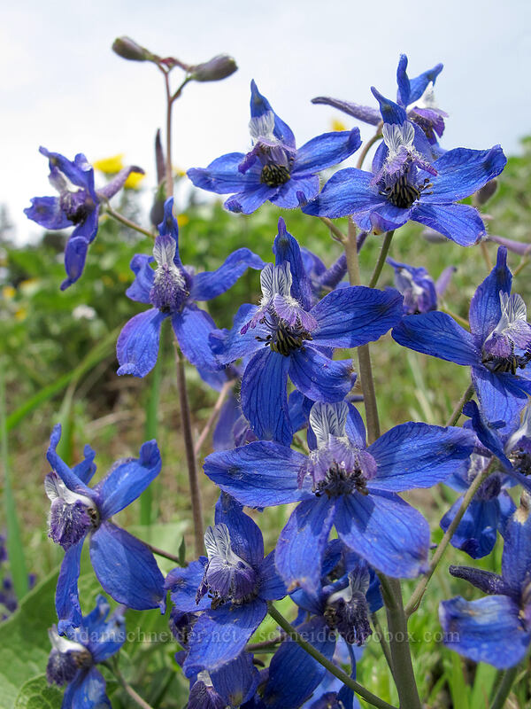 larkspur (Delphinium nuttallianum) [Dog Mountain Trail, Gifford Pinchot National Forest, Skamania County, Washington]