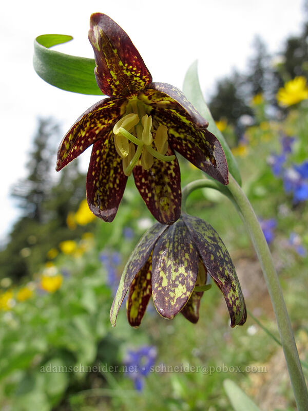 chocolate lilies (Fritillaria affinis) [Dog Mountain Trail, Gifford Pinchot National Forest, Skamania County, Washington]
