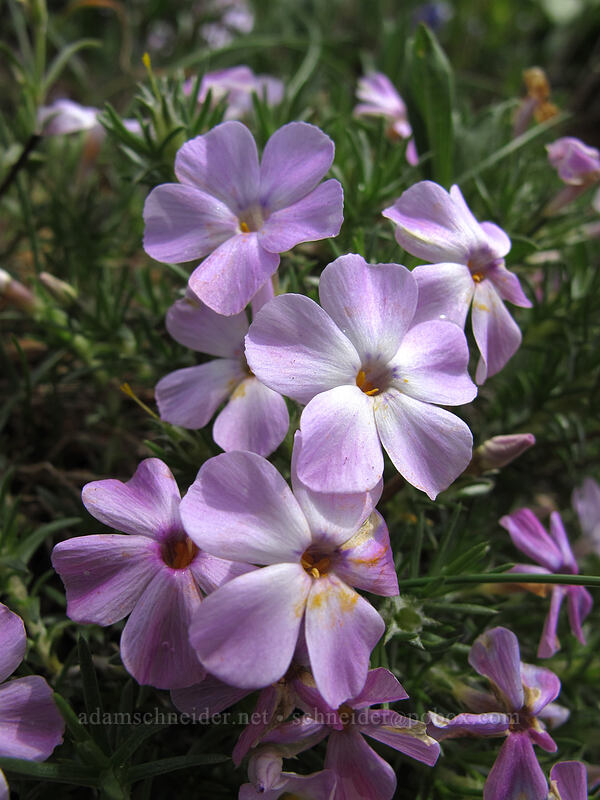 spreading phlox (Phlox diffusa) [Dog Mountain Trail, Gifford Pinchot National Forest, Skamania County, Washington]