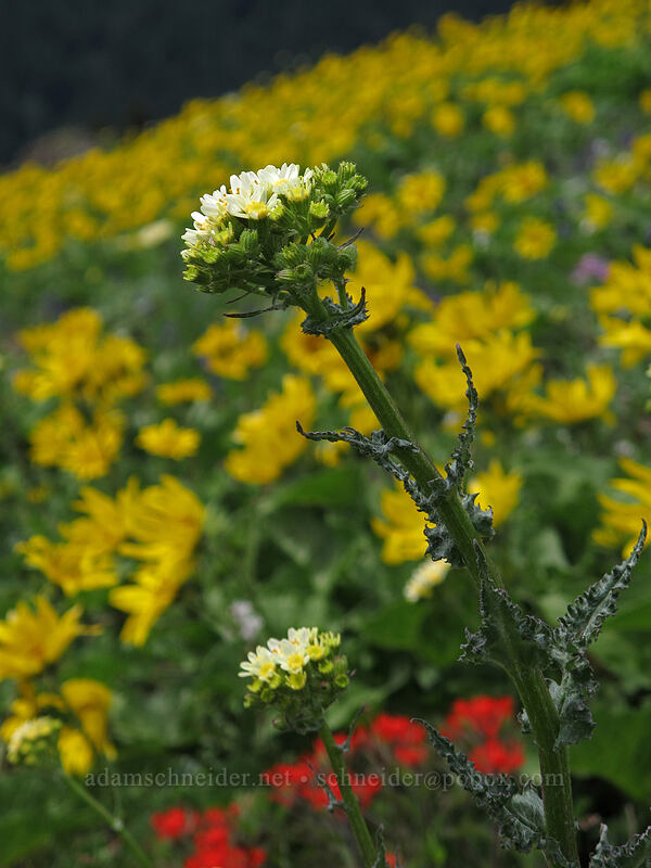 white western groundsel (Senecio integerrimus var. ochroleucus) [Dog Mountain Trail, Gifford Pinchot National Forest, Skamania County, Washington]