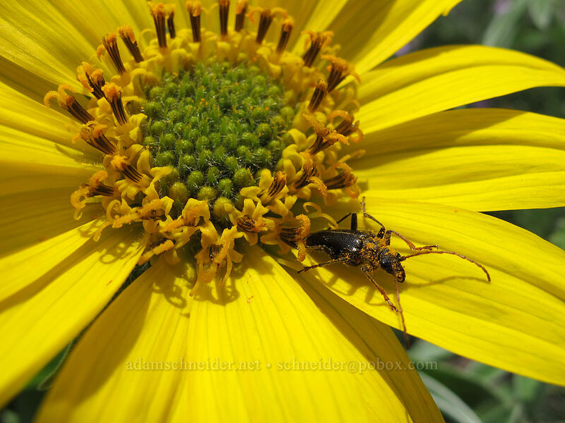 pollen-covered beetle on balsamroot (Balsamorhiza sp.) [Dog Mountain Trail, Gifford Pinchot National Forest, Skamania County, Washington]