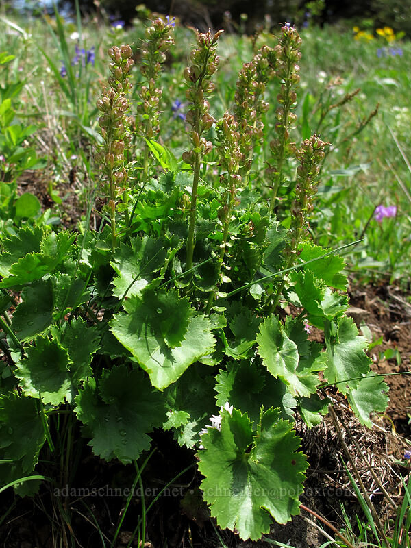 Columbia kittentails, going to seed (Synthyris missurica ssp. stellata (Veronica missurica ssp. stellata)) [Dog Mountain Trail, Gifford Pinchot National Forest, Skamania County, Washington]