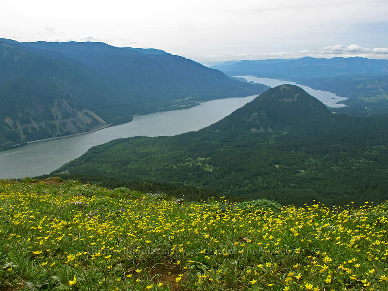 buttercups & Wind Mountain (Ranunculus occidentalis) [Dog Mountain summit, Gifford Pinchot National Forest, Skamania County, Washington]