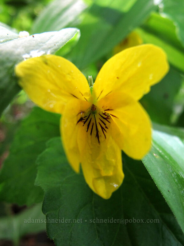 pioneer violet (Viola glabella) [Dog Mountain summit, Gifford Pinchot National Forest, Skamania County, Washington]