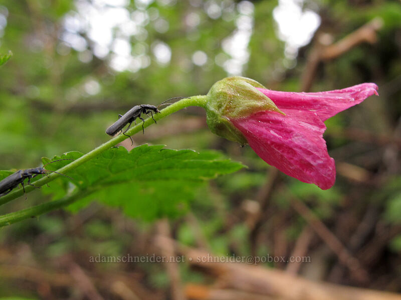 salmonberry flower (and a beetle) (Rubus spectabilis) [Dog Mountain summit, Gifford Pinchot National Forest, Skamania County, Washington]