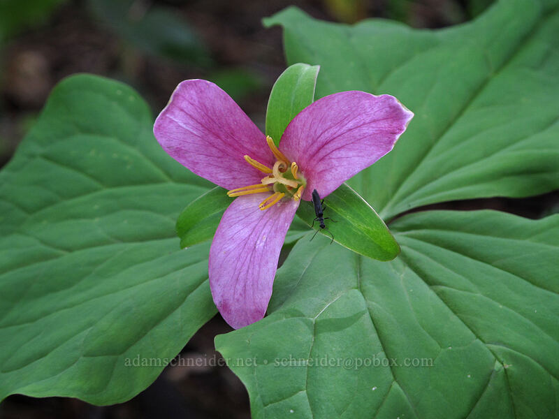 trillium (and a beetle) (Trillium ovatum) [Dog Mountain summit, Gifford Pinchot National Forest, Skamania County, Washington]
