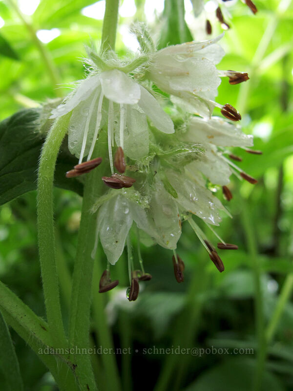 Pacific waterleaf (Hydrophyllum tenuipes) [Dog Mountain summit, Gifford Pinchot National Forest, Skamania County, Washington]