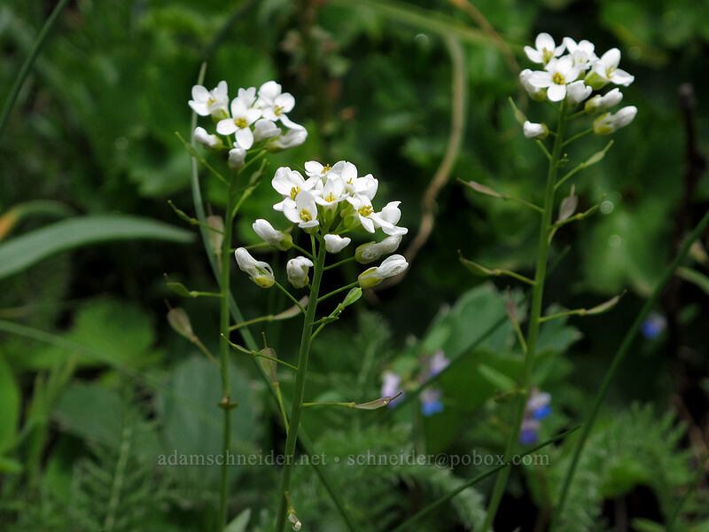 alpine penny-cress (Noccaea fendleri ssp. glauca (Thlaspi fendleri var. glaucum)) [Dog Mountain Trail, Gifford Pinchot National Forest, Skamania County, Washington]