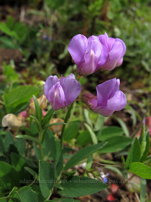 Sierra pea-vine (Lathyrus nevadensis) [Dog Mountain Trail, Gifford Pinchot National Forest, Skamania County, Washington]
