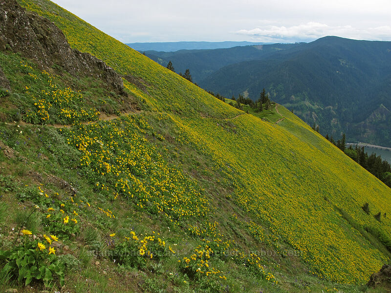 balsamroot (Balsamorhiza sp.) [Dog Mountain Trail, Gifford Pinchot National Forest, Skamania County, Washington]