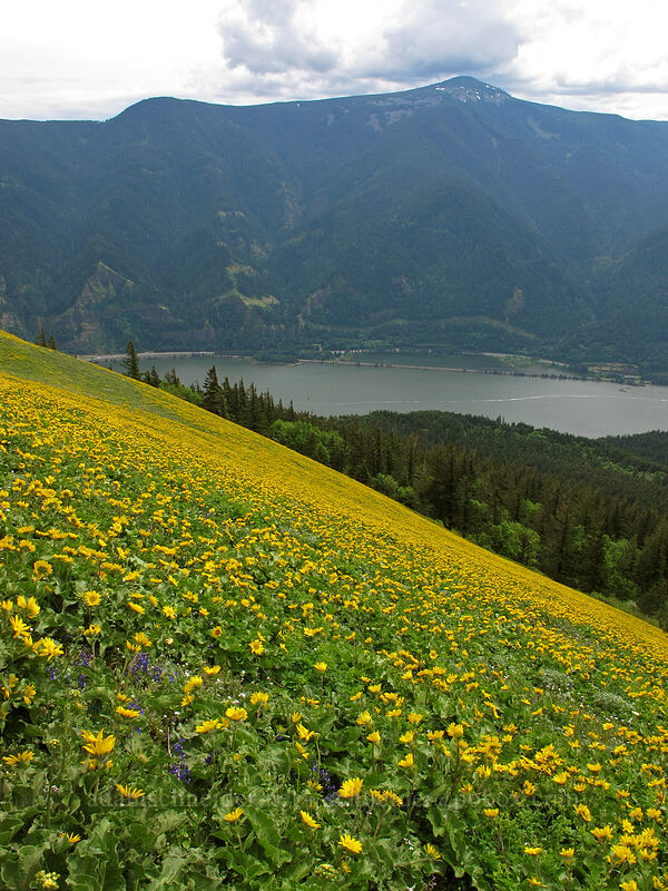 balsamroot & Mt. Defiance (Balsamorhiza sp.) [Dog Mountain Trail, Gifford Pinchot National Forest, Skamania County, Washington]