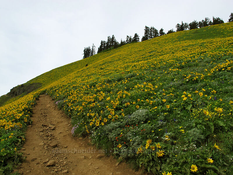 balsamroot (Balsamorhiza sp.) [Dog Mountain Trail, Gifford Pinchot National Forest, Skamania County, Washington]