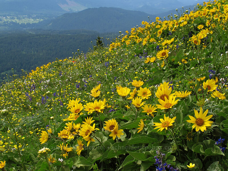 wildflowers (Balsamorhiza sp., Delphinium nuttallianum, Lithophragma sp., Ranunculus occidentalis) [Dog Mountain Trail, Gifford Pinchot National Forest, Skamania County, Washington]