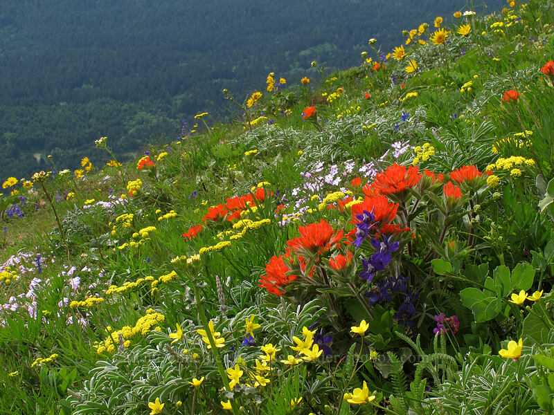 wildflowers (Castilleja hispida, Ranunculus occidentalis, Delphinium nuttallianum, Phlox diffusa, Balsamorhiza sp., Lomatium sp.) [Dog Mountain Trail, Gifford Pinchot National Forest, Skamania County, Washington]