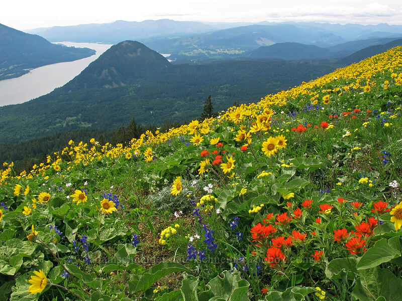 wildflowers & Wind Mountain (Castilleja hispida, Ranunculus occidentalis, Delphinium nuttallianum, Phlox diffusa, Balsamorhiza sp., Lomatium sp.) [Dog Mountain Trail, Gifford Pinchot National Forest, Skamania County, Washington]
