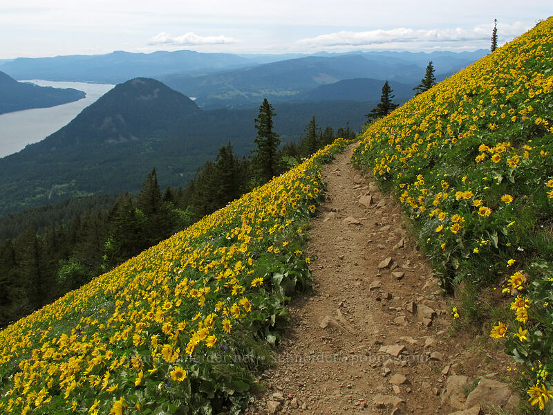trail through balsamroot (Balsamorhiza sp.) [Dog Mountain Trail, Gifford Pinchot National Forest, Skamania County, Washington]