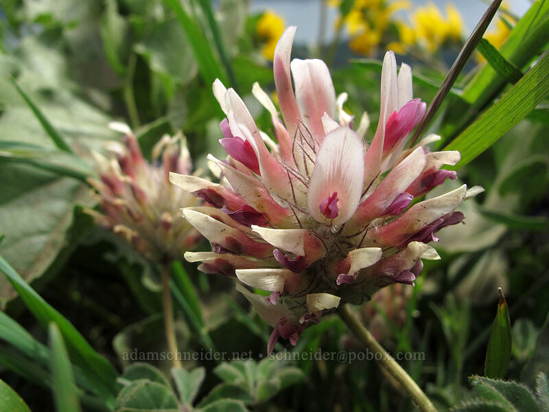 big-head clover (Trifolium macrocephalum) [Dog Mountain Trail, Gifford Pinchot National Forest, Skamania County, Washington]