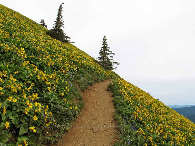 trail through balsamroot (Balsamorhiza sp.) [Dog Mountain Trail, Gifford Pinchot National Forest, Skamania County, Washington]