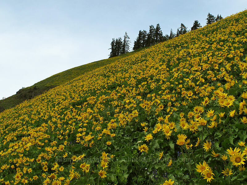 balsamroot (Balsamorhiza sp.) [Dog Mountain Trail, Gifford Pinchot National Forest, Skamania County, Washington]