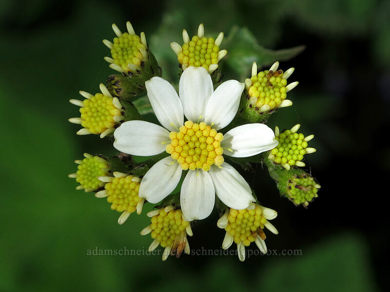 white western groundsel (Senecio integerrimus var. ochroleucus) [Dog Mountain Trail, Gifford Pinchot National Forest, Skamania County, Washington]