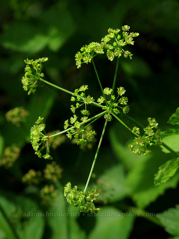 sweet-cicely (Osmorhiza sp.) [Dog Mountain Trail, Gifford Pinchot National Forest, Skamania County, Washington]