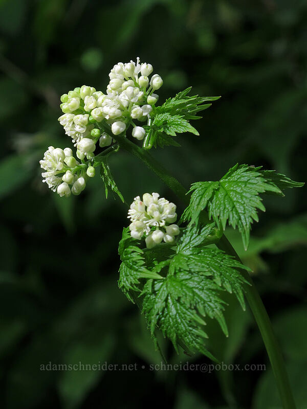 baneberry, budding (Actaea rubra) [Dog Mountain Trail, Gifford Pinchot National Forest, Skamania County, Washington]