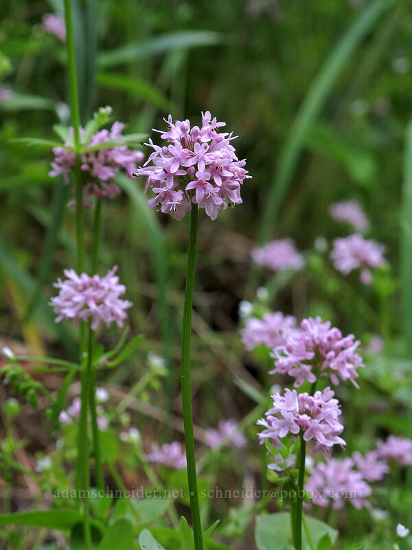 rosy plectritis (Plectritis congesta) [Dog Mountain Trail, Gifford Pinchot National Forest, Skamania County, Washington]