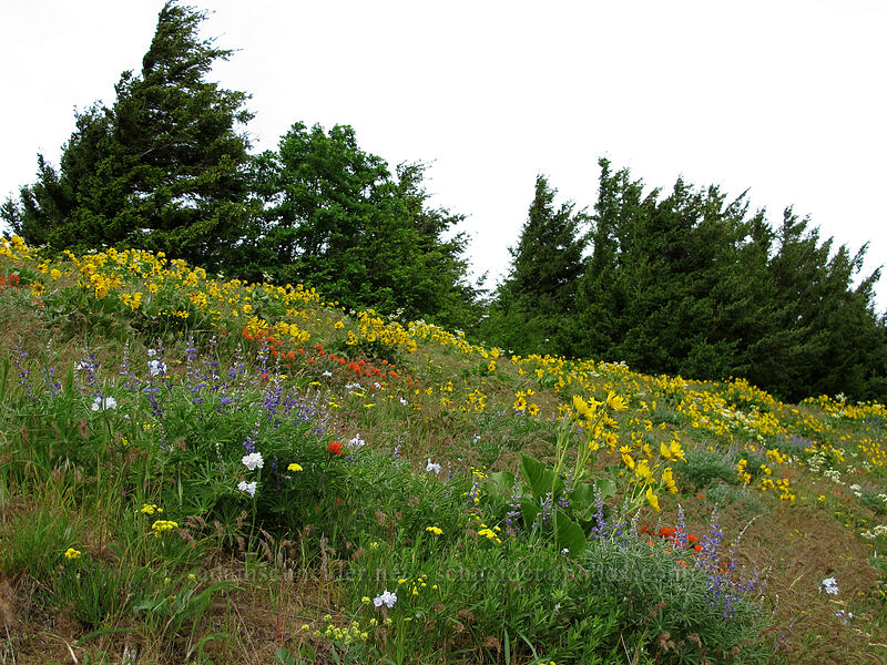 wildflowers (Balsamorhiza sp., Lupinus sp., Castilleja hispida, Toxicoscordion venenosum (Zigadenus venenosus), Triteleia grandiflora var. howellii (Brodiaea bicolor), Lomatium sp.) [Dog Mountain Trail, Gifford Pinchot National Forest, Skamania County, Washington]