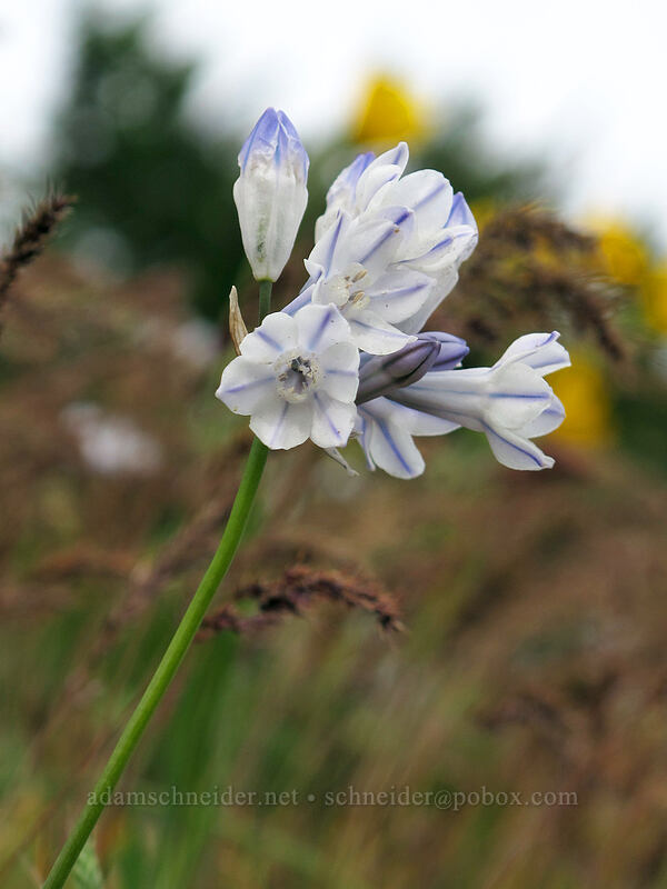 bi-colored cluster lily (Triteleia grandiflora var. howellii (Brodiaea bicolor)) [Dog Mountain Trail, Gifford Pinchot National Forest, Skamania County, Washington]
