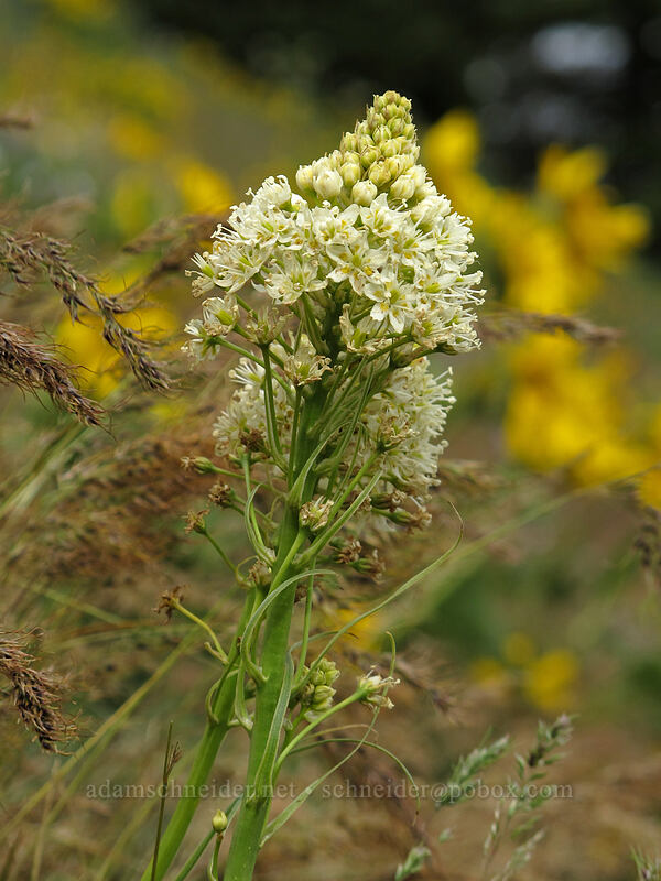 death-camas (Toxicoscordion venenosum (Zigadenus venenosus)) [Dog Mountain Trail, Gifford Pinchot National Forest, Skamania County, Washington]