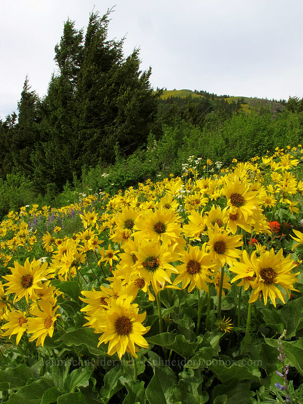 balsamroot (Balsamorhiza sp.) [Dog Mountain Trail, Gifford Pinchot National Forest, Skamania County, Washington]