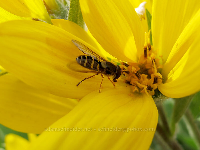 flower fly on balsamroot (Syrphus opinator, Balsamorhiza sp.) [Dog Mountain Trail, Gifford Pinchot National Forest, Skamania County, Washington]