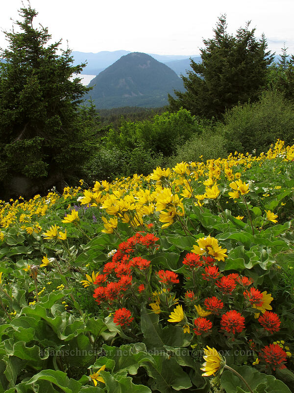 paintbrush & balsamroot (Castilleja hispida, Balsamorhiza sp.) [Dog Mountain Trail, Gifford Pinchot National Forest, Skamania County, Washington]