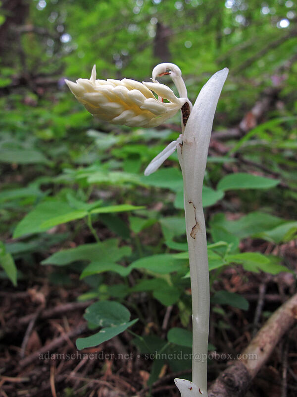 phantom orchid (Cephalanthera austiniae (Eburophyton austiniae)) [Dog Mountain Trail, Gifford Pinchot National Forest, Skamania County, Washington]