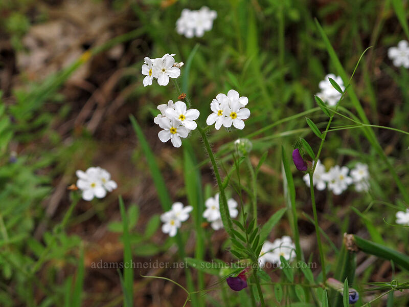 common cryptantha (Cryptantha intermedia) [Dog Mountain Trail, Gifford Pinchot National Forest, Skamania County, Washington]