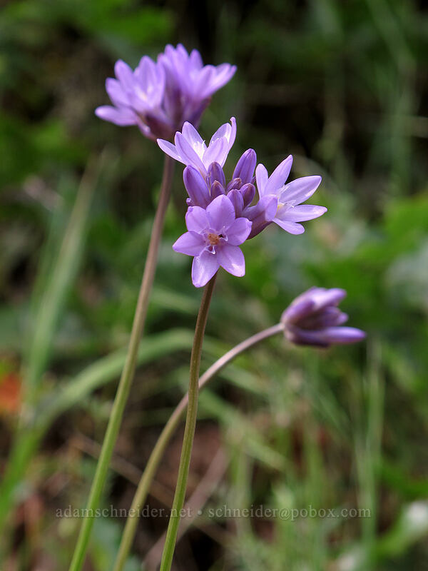 fork-tooth ookow (Dichelostemma congestum (Brodiaea congesta)) [Dog Mountain Trail, Gifford Pinchot National Forest, Skamania County, Washington]