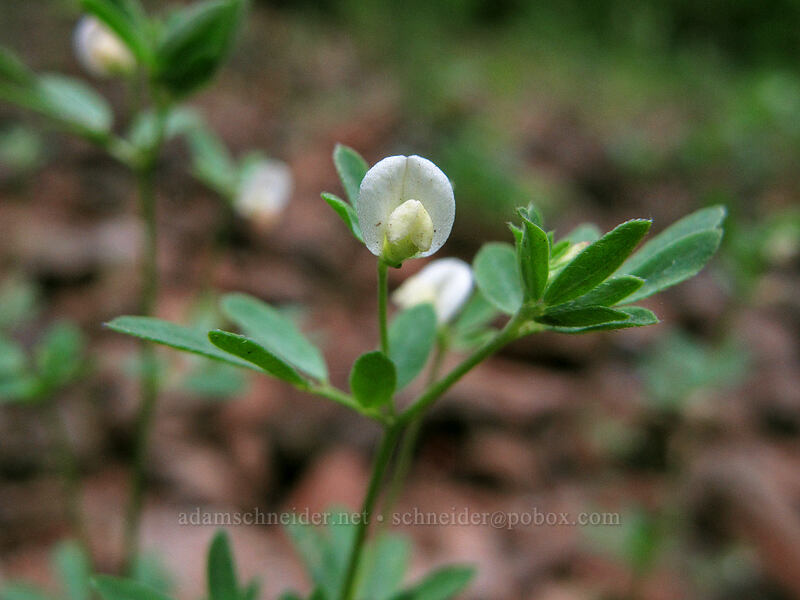 small-flowered deer-vetch (Acmispon parviflorus (Lotus micranthus)) [Dog Mountain Trail, Gifford Pinchot National Forest, Skamania County, Washington]