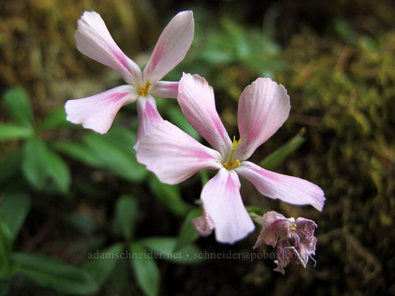 woodland phlox (Phlox adsurgens) [Eagle Rock Campground, Umpqua National Forest, Douglas County, Oregon]