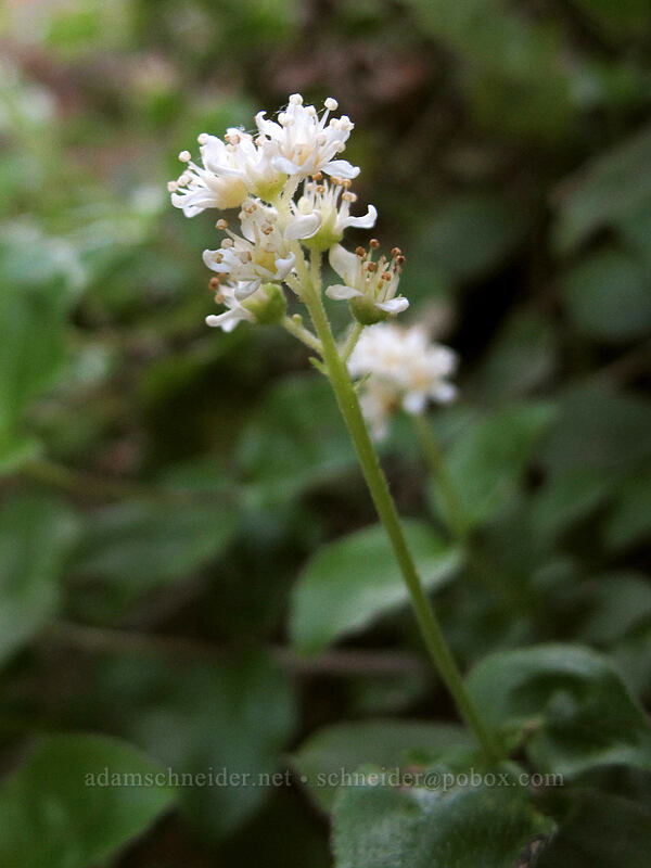 yerba de selva (modesty) (Whipplea modesta) [Eagle Rock Campground, Umpqua National Forest, Douglas County, Oregon]