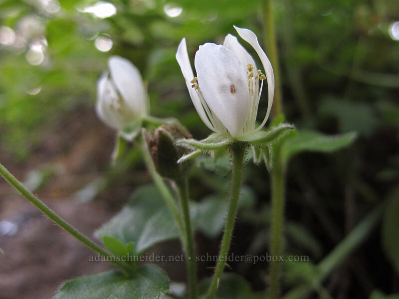 trailing blackberry (Rubus ursinus) [Eagle Rock Campground, Umpqua National Forest, Douglas County, Oregon]