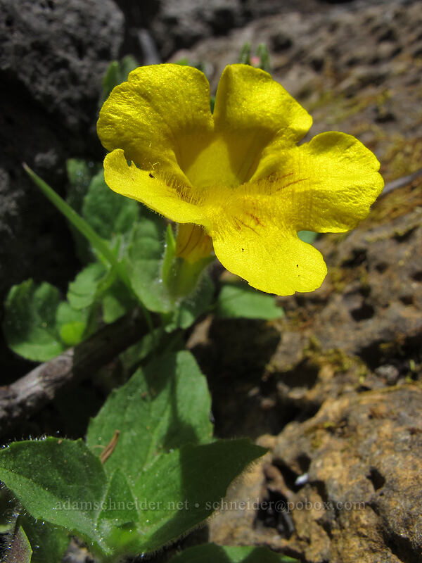 musk monkeyflower (Erythranthe moschata (Mimulus moschatus)) [Toketee Falls Trail, Umpqua National Forest, Douglas County, Oregon]