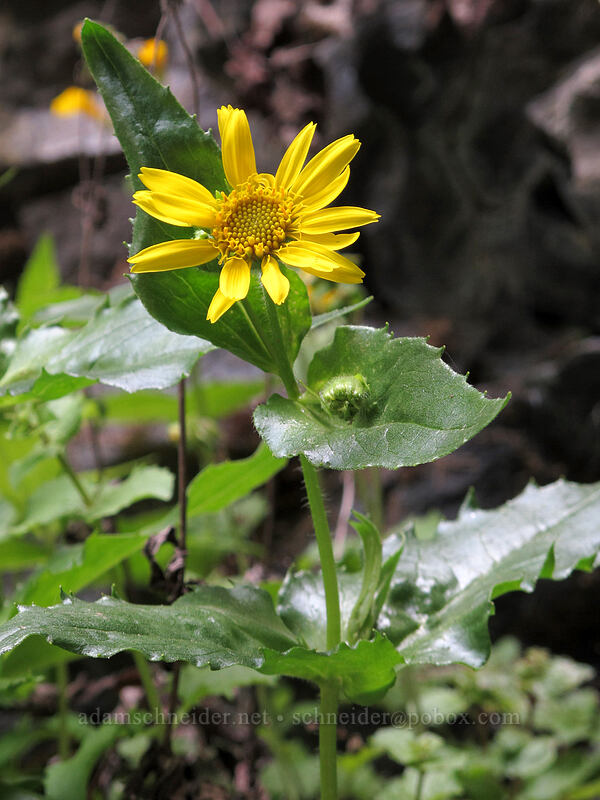 stream-bank arnica (Arnica lanceolata ssp. prima (Arnica amplexicaulis)) [Toketee Falls Trail, Umpqua National Forest, Douglas County, Oregon]