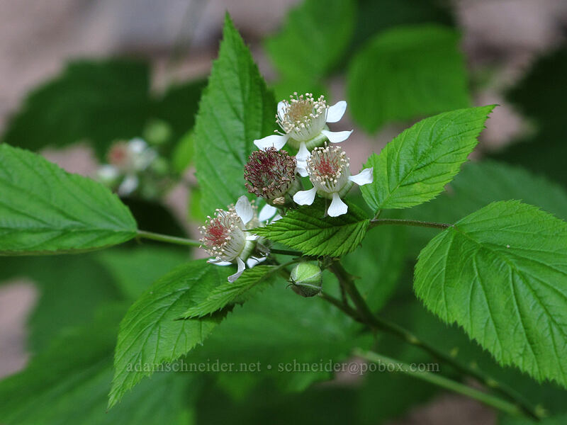 black-cap raspberry flowers (Rubus leucodermis) [Toketee Falls Trail, Umpqua National Forest, Douglas County, Oregon]