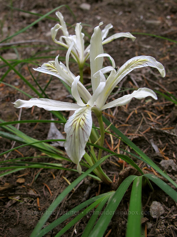 yellow-leaf irises (Iris chrysophylla) [Toketee Falls Trail, Umpqua National Forest, Douglas County, Oregon]